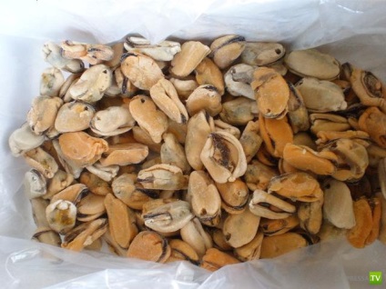 Fructe de mare (midii de ghidare 10 poze) (midii) Fructe de mare (midii de ghidare 10 poze)