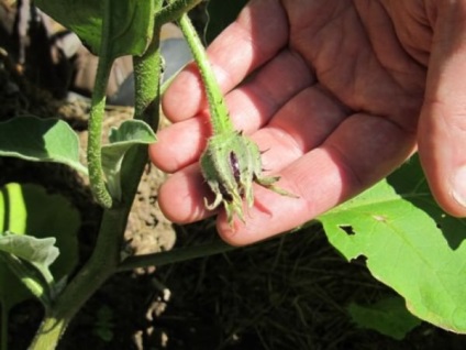 Cultivarea Secretele de vinete (legume vinete cunoscute lung) Secretele de creștere vinete