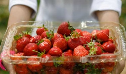 Cultivarea Secretele căpșuni (căpșuni) Secretele de cultivare căpșuni