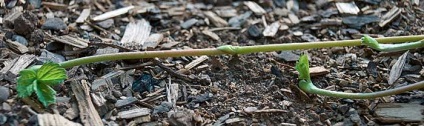 Cultivarea Secretele căpșuni (căpșuni) Secretele de cultivare căpșuni
