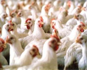 Portalul agricol (poate fi mai mult) portalul agricol