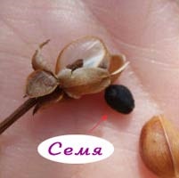 semințe de plante (plante) semințe de plante