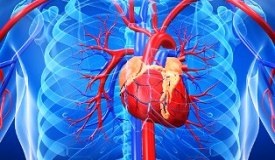 Fiziopatologia insuficienței cardiace - Tratamentul Heart (patofiziologie) Fiziopatologia insuficienței cardiace - tratament de inima
