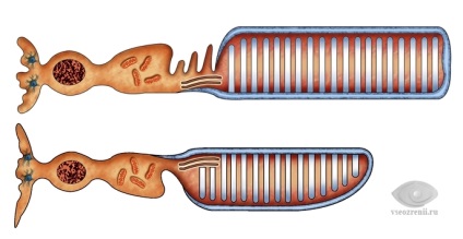 Retina, structura, simptomele bolii și posibil tratament (retina) Retinei, structura, simptomele bolii și posibile tratamente