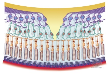 Retina, structura, simptomele bolii și posibil tratament (simptome) Retinei, structura, simptomele bolii și posibile tratamente