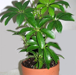 Sheflerf dormitor - plante de casa (camera) camera Sheflerf - houseplants