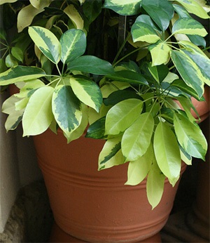 Sheflerf dormitor - Plante de casa (camera Scheffler) camera Sheflerf - houseplants