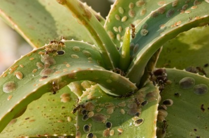 insecte scara cu privire la metodele de interior plante de luptă (scara Jose) insecte scara cu privire la metodele de interior plante de luptă