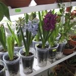 insecte scara cu privire la metodele de control al plantelor de interior (metode) insecte scara cu privire la metodele de interior plante de luptă