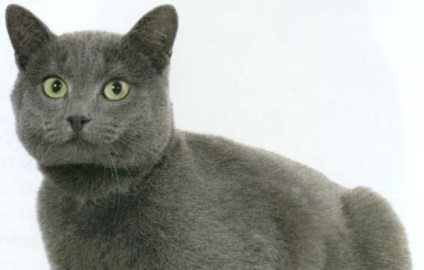 Scottish Fold (Fold «Scottish Fold“ născut) Scottish Fold