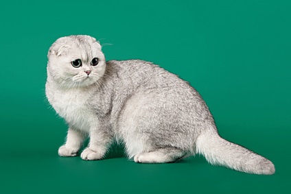 Scottish Fold () Scottish Fold