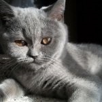 pisica Scottish (50 fotografii) ori mai mare roșu, Scottish rasa pisoi gri, video (foto) pisica Scottish (50 poze) Fold roșu, rasa Scottish pisoi gri, video