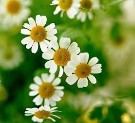 Simptomele și tratamentul vaginitei (vaginită bacteriană) (vaginită) Simptomele și tratamentul vaginitei (vaginite bacteriene)