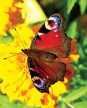 Simboluri sensul vieții sau legenda (vulturul înseamnă Soare) Simboluri sensul vieții sau legenda