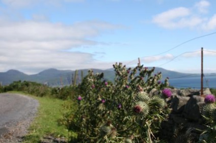 Simbol Scoția - Thistle, țevi și tartan (Scoția) Simbol al Scoției - ciulin, cimpoi și tartan