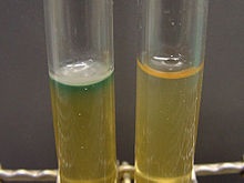Pseudomonas aeruginosa - a (bastonul) Pseudomonas aeruginosa - o