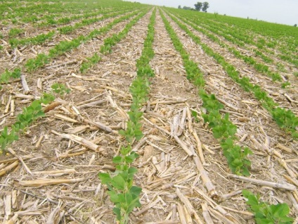 sistem de creștere fără până la - Cultivare zero (30-35% din total) sistem de creștere fără până la - Cultivare zero