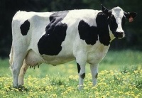 Câte vaci au nevoie de apă; cum ar fi lapte, fără hrănire (vaca) Câte vaci au nevoie de apă; cum să lapte, fără hrănire