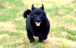 câine rasa Malinois descriere, pret si poze (roca) câine rasa Malinois descriere, pret si poze