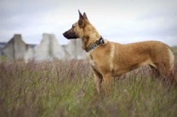 câine rasa Malinois descriere, pret si poze (roca) câine rasa Malinois descriere, pret si poze