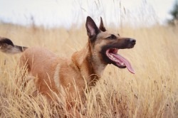 câine rasa Malinois descriere, pret si poze (roca) câine rasa Malinois descriere, pret si poze