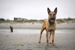 Descriere Malinois câine rasa, preț și imagine (Malinois) câine rasa Malinois descriere, pret si poze