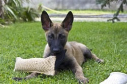 Malinois descriere câine rasa, preț și imagine (foto) câine rasa Malinois descriere, pret si poze