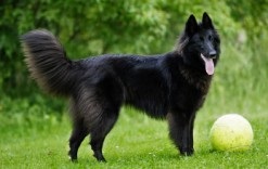 Malinois descriere câine rasa, preț și imagine (foto) câine rasa Malinois descriere, pret si poze