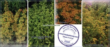 Solidago - plantare splinuta fotografie și de îngrijire, site-ul de grădină, cabana și plante de apartament (îngrijire) Solidago - plantare splinuta fotografie și de îngrijire, site-ul de grădină, cabana și plante de apartament