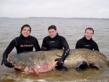 Catfish foto, aspectul, distribuția și comportamentul (extern) Catfish fotografie, aspectul, distribuția și comportamentul