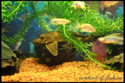 brocart som pterigopliht (somoobraznye) brocart Catfish pterigopliht