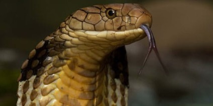 Interpretare vis cobră cobră vis ce este un vis (ce) Interpretare vis cobră cobră vis ce este un vis