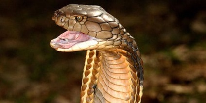 Vis Interpretarea cobră cobră vis ce este un vis (ce vise cobră) Interpretare vis cobră cobră vis ce este un vis