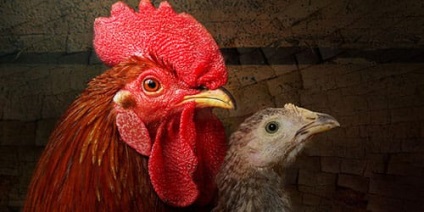Visul de pui Interpretare și Rooster ce visează pui și cocoș într-un vis (cocoș) Visul de pui Interpretare și Rooster ce visează pui și cocoș într-un vis