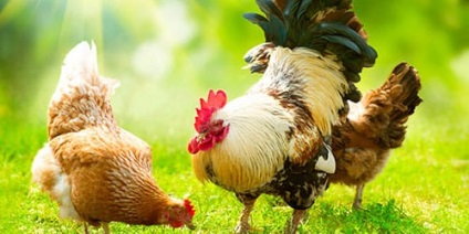 Visul de pui Interpretare și Rooster ce visează pui și cocoș într-un vis (pui) Visul de pui Interpretare și Rooster ce visează pui și cocoș într-un vis