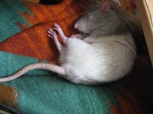 Interpretarea vis de șobolan mort ce împușcat de șobolan mort într-o casă, un apartament la vis (ce) Interpretarea vis de șobolan mort ce împușcat de șobolan mort într-o casă, un apartament de a visa