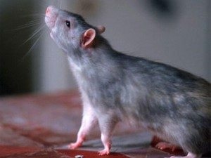 Interpretarea vis de șobolan mort ce împușcat de șobolan mort într-o casă, un apartament la vis (vis) Interpretarea vis de șobolan mort ce împușcat de șobolan mort într-o casă, un apartament de a visa
