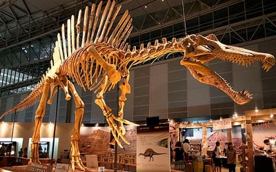 Spinosaurus - dinozauri carnivori (Spinosaurus) Spinosaurus - un dinozaur prădător