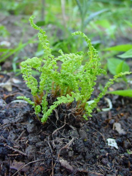 Director de plante