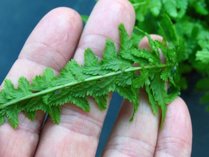 Instalații de referință (plante Sub Athyrium Athyrium) Director de plante