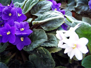 Manualul Plant (Japonia China winterhardy) Director de plante