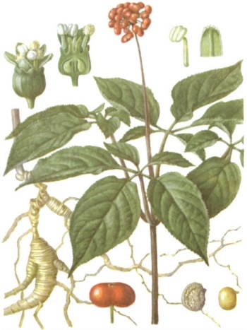 Manualul Plant (Japonia China winterhardy) Director de plante