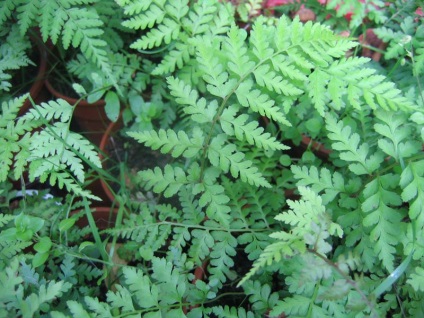 Manualul Plant (Japonia China winterhardy) Director de plante