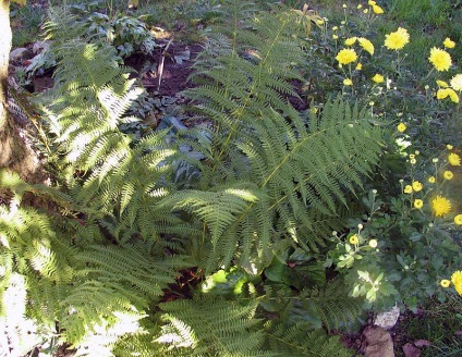 Instalații de referință (plante Athyrium Athyrium) Director de plante