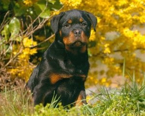 Stafford ridica un catelus, catelusul meu (catelus) Stafford ridica un catelus, catelusul meu