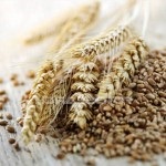 Antic mash reteta de grâu fără drojdie (rețetă) Antic mash reteta de grâu fără drojdie