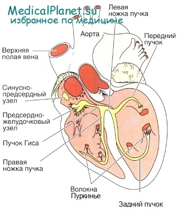 Structura inimii (celule musculare cardiace) Structura inimii