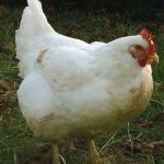 coop de pui cald, cu mâinile lor cu tehnologia de montaj (ei) coop de pui cald, cu mâinile lor montură tehnologie