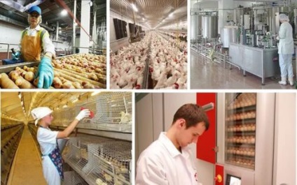 Tehnologia de producție animală (producție) Tehnologia de producție animală