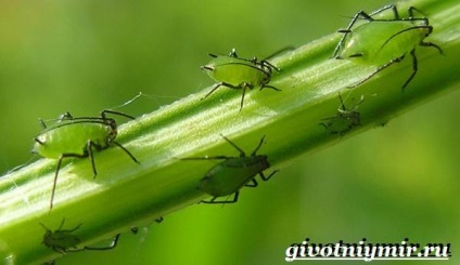 Afide (afide, insecte. Stilul de viață și afide habitat) afidelor insecte